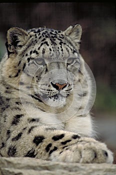 Snow leopard