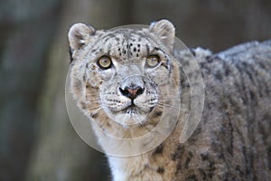 Snow leopard photo