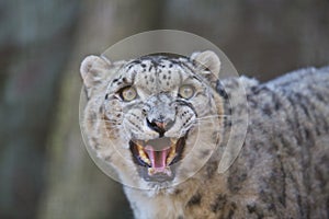 Snow leopard photo