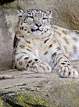 Snow Leopard 2