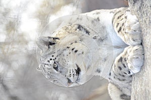 Snow leopard 2