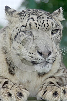 Snow Leopard 2