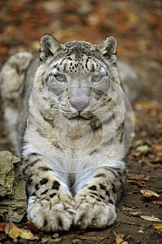 Snow leopard 2