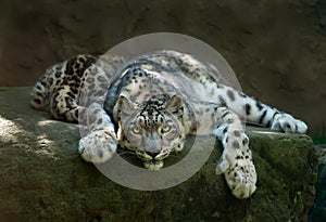 Snow Leopard