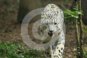 Snow leopard