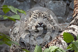 Snow leopard