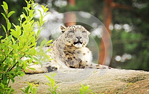 Snow leopard