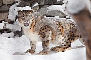 Snow leopard