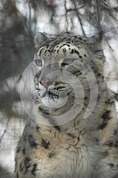 Snow Leopard