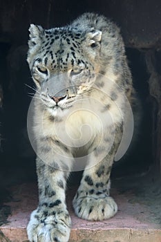 Snow leopard