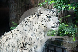 Snow leopard