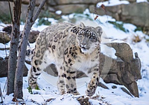 Snow Leopard