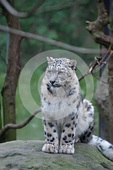 Snow Leopard