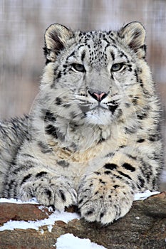 Snow leopard photo