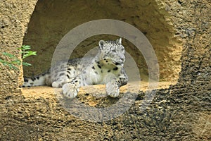 Snow leopard