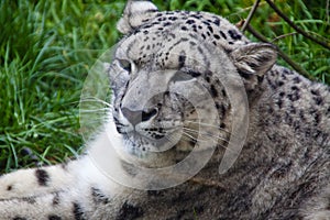 Snow leopard