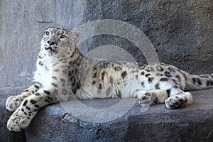 Snow Leopard