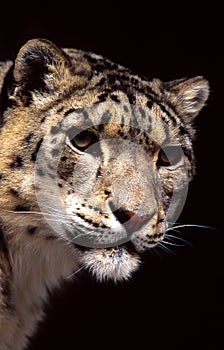 Snow leopard