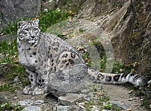 Snow Leopard 5