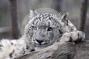 Snow leopard