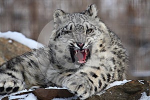 Snow leopard