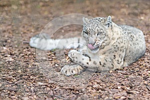 Snow leopard