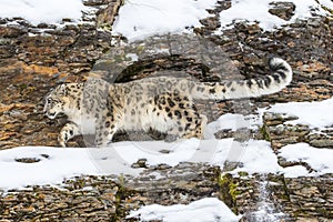 Snow Leopard