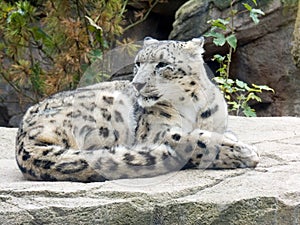 Snow Leopard