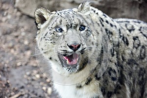 Snow Leopard