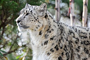 Snow Leopard