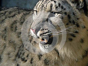 Snow leopard photo