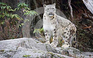 Snow leopard