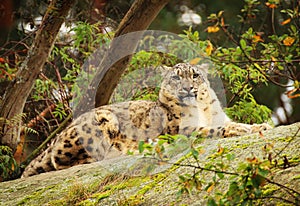 Snow leopard