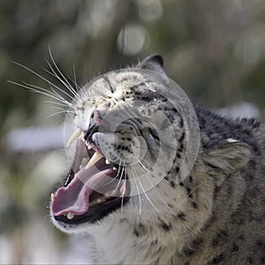 Snow Leopard