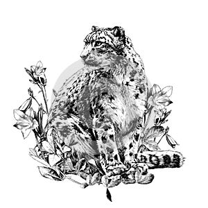Snow leopard animal sitting at full height and looking sideways composition decorated with bell flowers and leaves