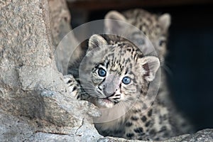 Snow leopard baby