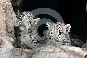 Snow leopard baby