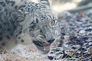 Snow leopard