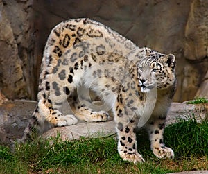 Snow leopard in captivity photo