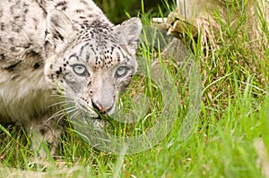 Snow Leopard Close Up photo