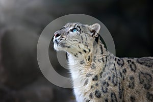 Snow leopard close up portrait