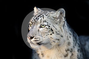 Snow leopard close up portrait