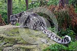 Snow Leopard, crouching on her rock