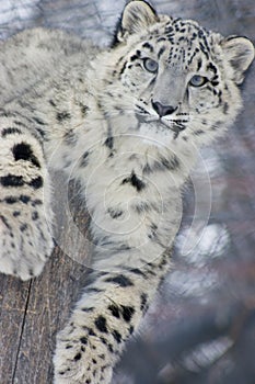 Snow Leopard Cub photo
