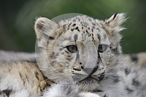 Snow Leopard Cub