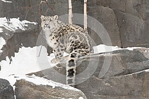 Snow Leopard Cub with Long Tail on Rocks with Snow