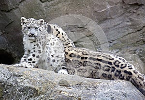 Snow Leopard cub sitting with mother