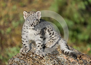 Snow leopard cub