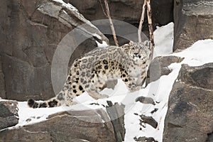 Snow Leopard Cub Walking on Snow-covered Rocky Led