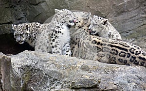 Snow Leopard cubs sitting with mother